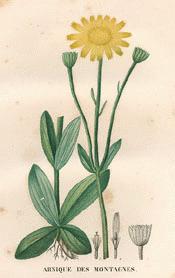 Arnica