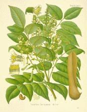 Balsam of Tolu