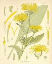 Elecampane