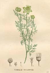 Fennel Flower