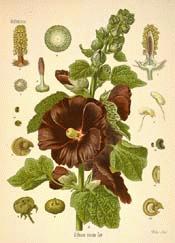 Hollyhock