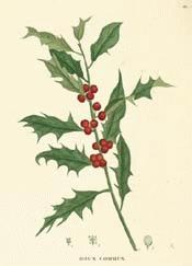 English holly