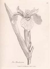 Iris Pseudacorus