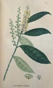 Cherry Laurel