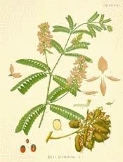 Rosarypea