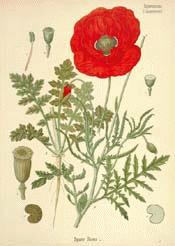 Corn Poppy