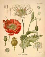 Opium Poppy