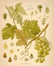 Wine Grape