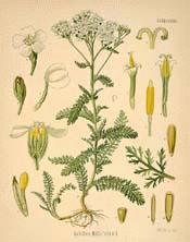 Common Yarrow